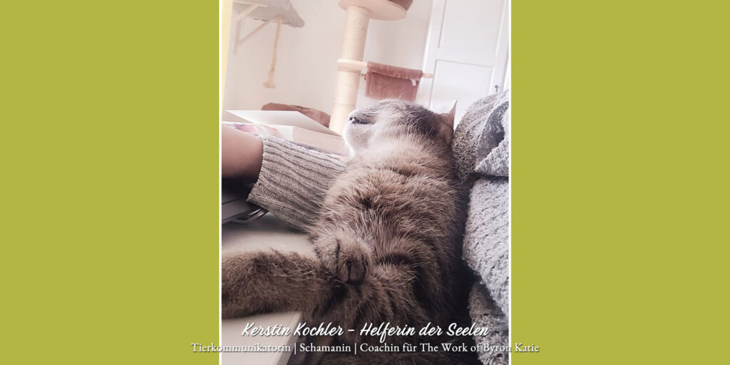 aus meinem Leben als Tierkommunikatorin Kerstin Kochler